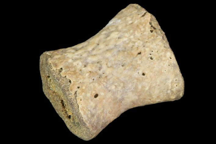Fossil Phytosaur Toe Bone - Arizona #102460
